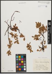 Foto von Salix waldsteiniana Willd.